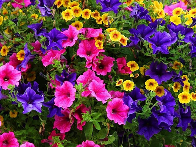 Елена, Россия, Санкт-Петербург, 53 года. Хочу найти Так как детей своих нет. но есть племянники. рассматриваю знакомство с мужчиной у которого есть ребе«Никто не может вернуться в прошлое и изменить свой старт. Но каждый может стартовать сейчас и измен