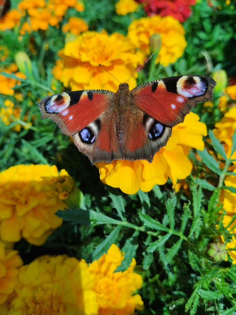 Евгений, Россия, Липецк. Фото на сайте ГдеПапа.Ру