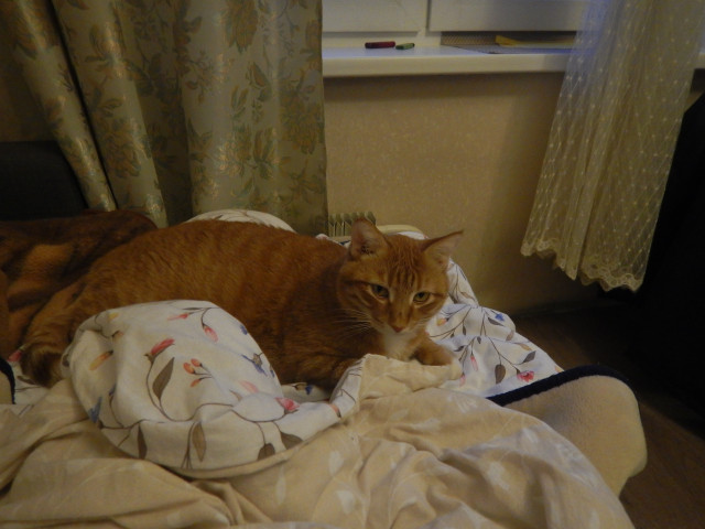 Владимир Молудунов, Москва, м. Тёплый Стан. Фото на сайте ГдеПапа.Ру