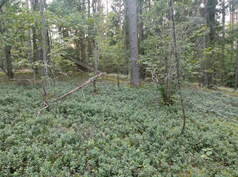 Тролль на болотах