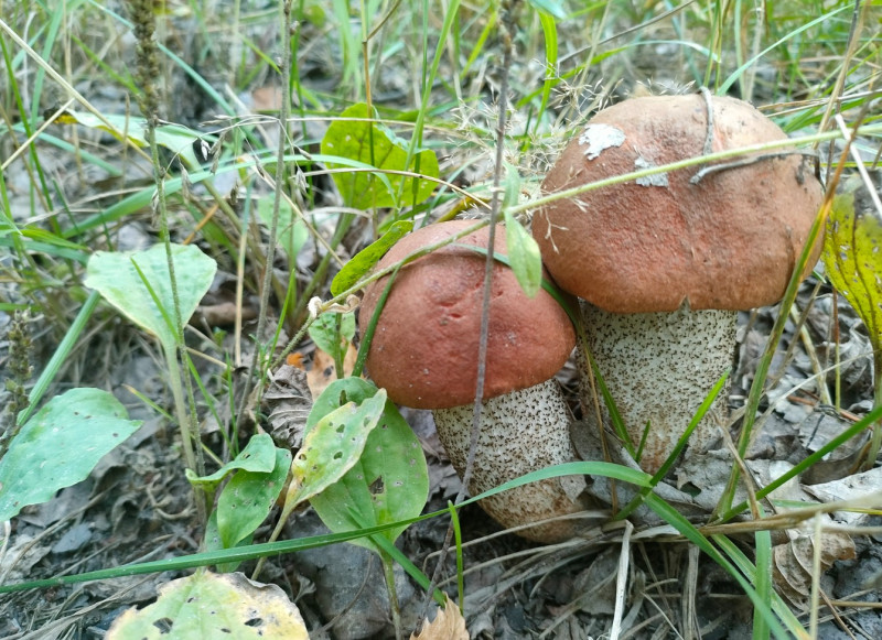 Тролль на болотах