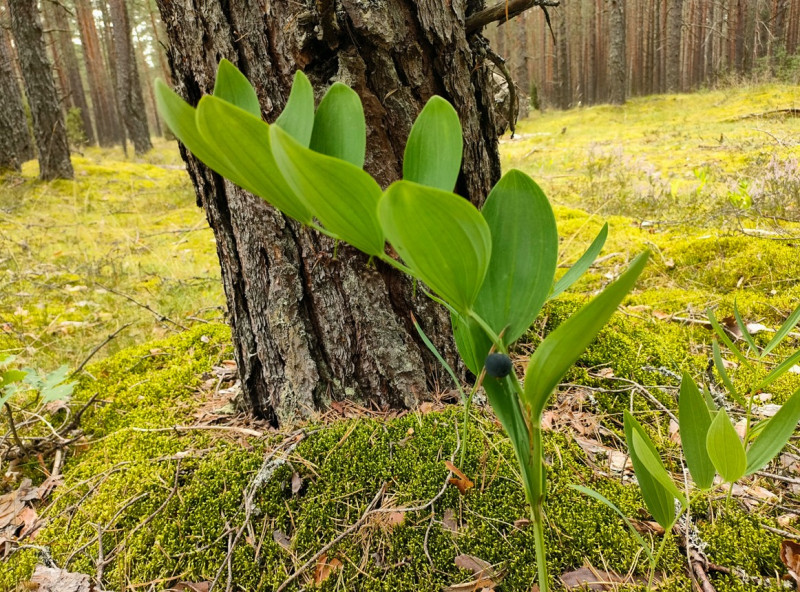 Тролль на болотах
