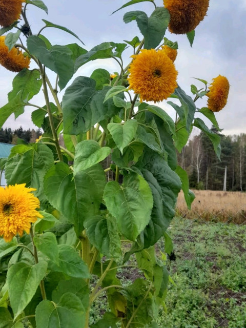Светлана Андреева, Россия, Черноголовка. Фото на сайте ГдеПапа.Ру
