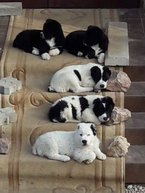 Андрей, Россия, Севастополь. Фото на сайте ГдеПапа.Ру