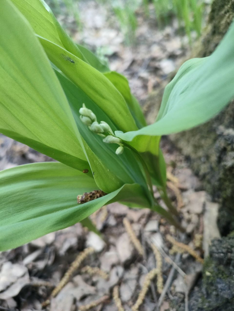 Ландыши, Ландыши