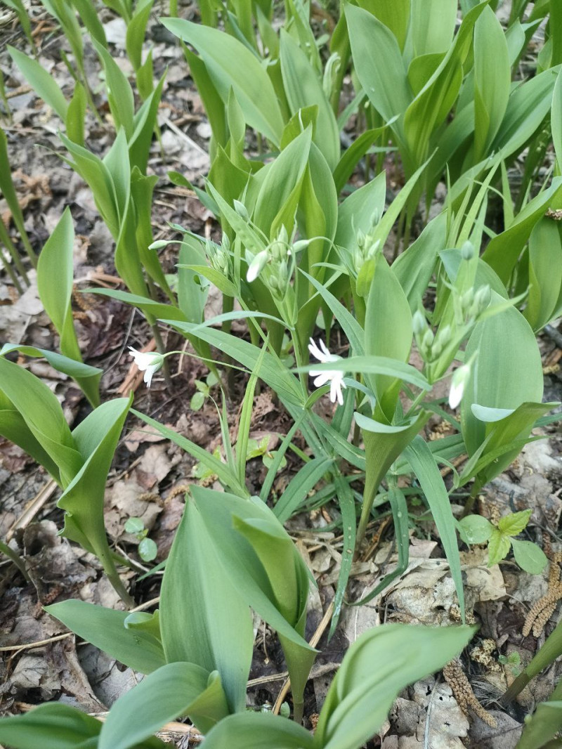 Ландыши, Ландыши