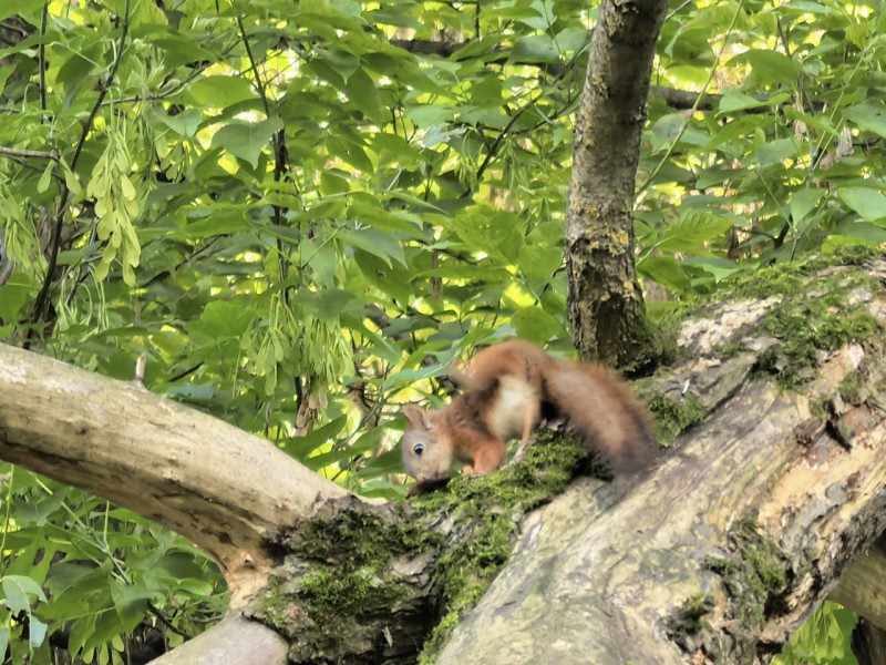 Белочка показала мне ЭТО!