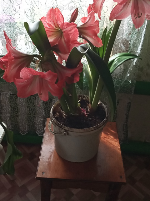 Файруза, Россия, Уфа, 58 лет, 3 ребенка. Познакомлюсь с мужчиной для гостевого брака.Худенькая добрая рост 158 вес 54 живу в деревне