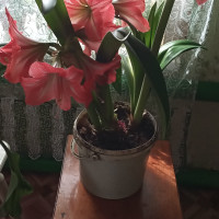 Файруза, Россия, Уфа, 58 лет