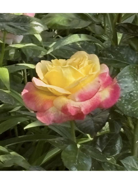 Елена, Москва, м. Строгино, 56 лет. Познакомлюсь с мужчиной для дружбы и общения. Все мои фото 2025 года без фотошопа, листайте.  Анкета 829468. 