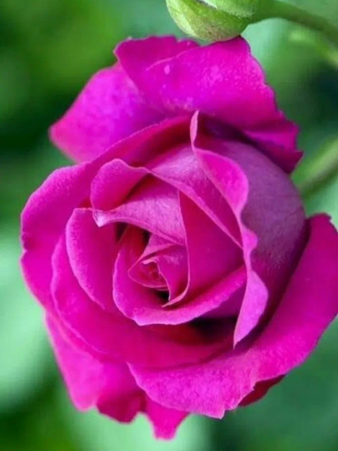 Виктория, Россия, Санкт-Петербург, 52 года. Сайт одиноких матерей GdePapa.Ru