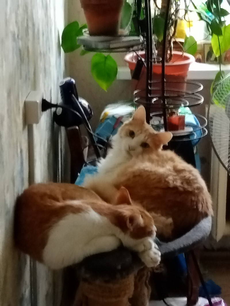 Шарадка. Приданое + форма = героиня