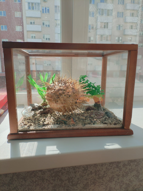 Это мой любимый Йорик.