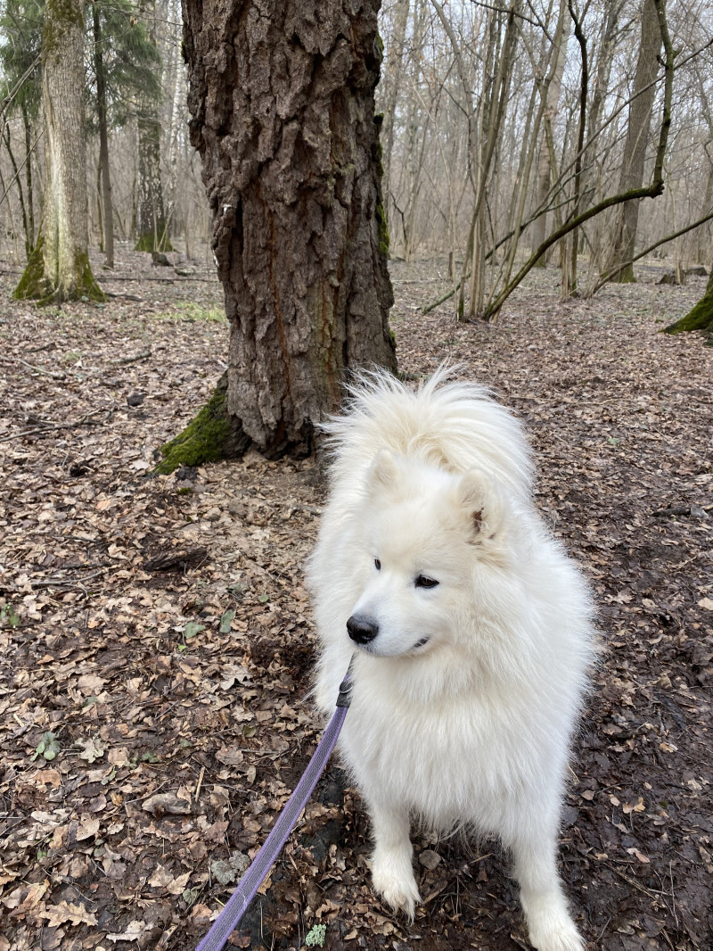 Собака от радости виляет хвостом, для этого нужны лишь радость и хвост.