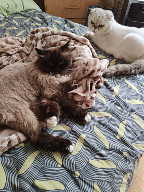 Дмитрий, Россия, Москва. Фото на сайте ГдеПапа.Ру