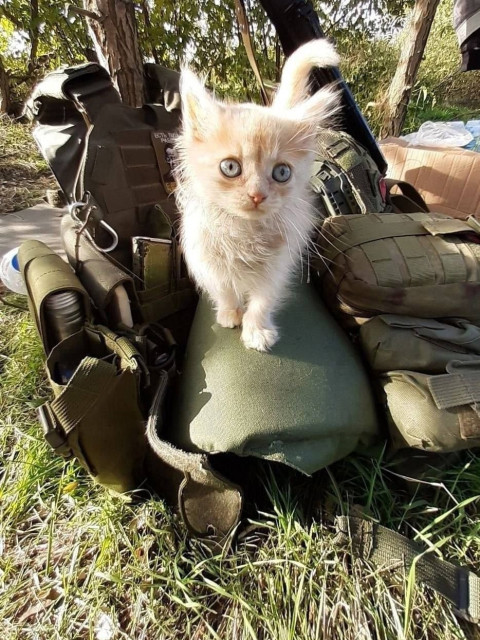 Елена Ангел, Россия, Нижний Тагил. Фото на сайте ГдеПапа.Ру