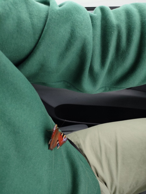 Дмитрий, Сербия, Белград. Фото на сайте ГдеПапа.Ру