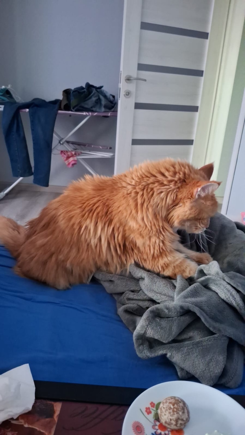 Как вискасу, так 2 куска...