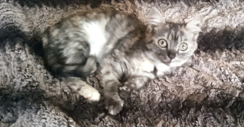 Уже ловит мышъ