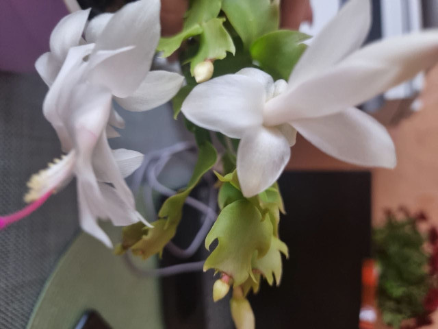 Василий, Россия, Димитровград, 61 год. Он ищет её: женщину для любви и серьезных отношений, брака и создания семьи.  Анкета 858360. 