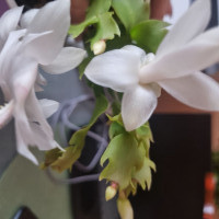 Василий, Россия, Димитровград, 61 год