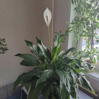 Алексей, Россия, Москва, 50 лет