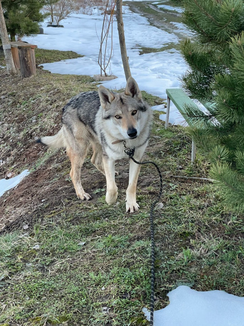 Мой самый умный волчонок