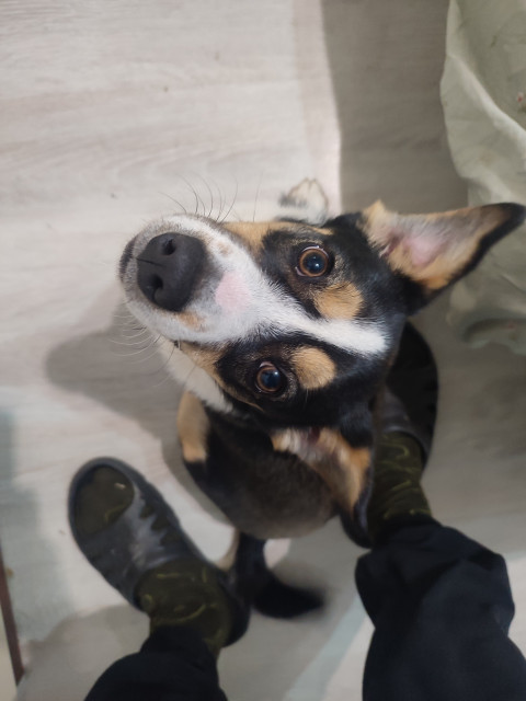 Дениc, Россия, Ялта. Фото на сайте ГдеПапа.Ру