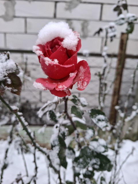 Василий, Россия, Бобров. Фото на сайте ГдеПапа.Ру