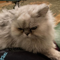 Мила, Россия, Москва, 35 лет