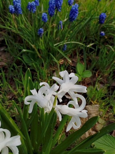 МУСКАРИ и ГИАЦИНТЫ апрель