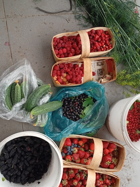 дачный урожай прошлым летом