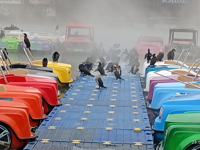 Бакланы на гидро велосипедах