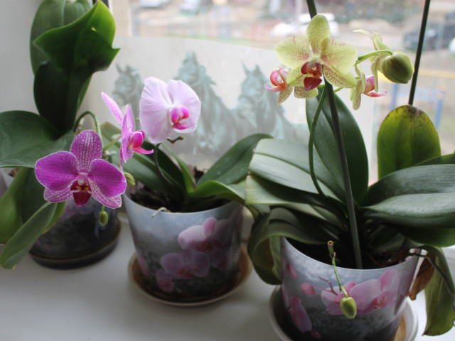 еще не все расцвели