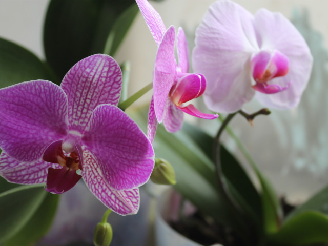 мои орхидеи