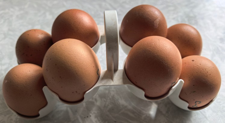 Фото яиц прилагается
