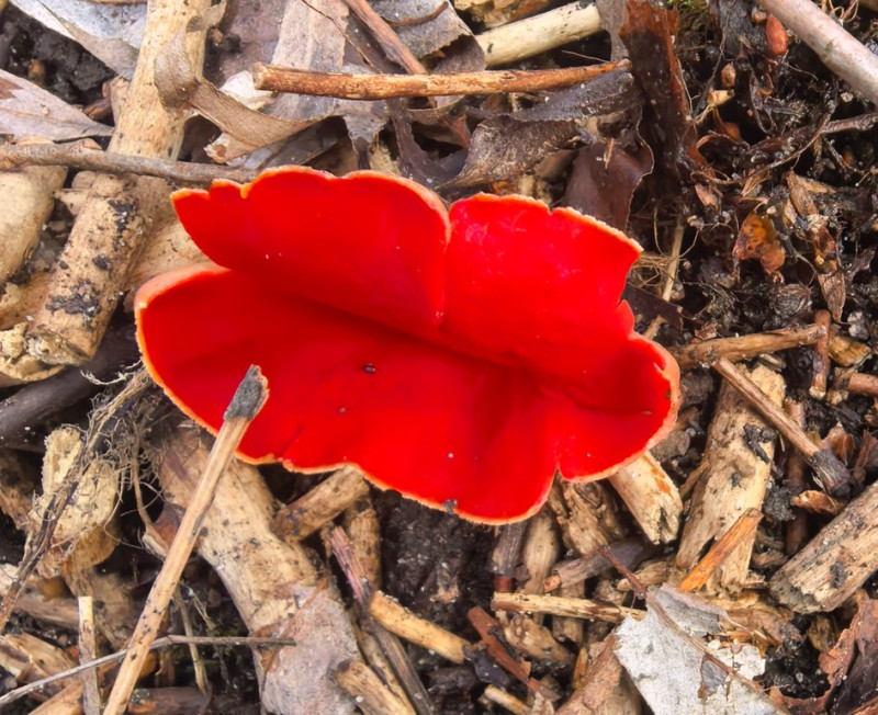 Съедобный... Бабье ухо зовётся или Алая чаша эльфов или саркосцифа алая.