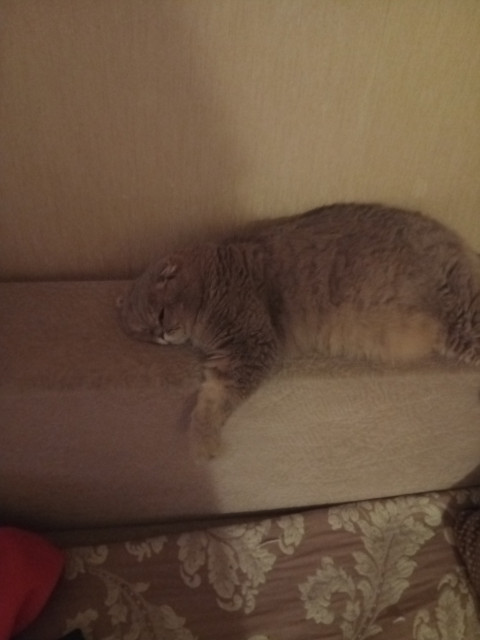 Мой лисёнчик