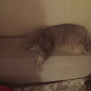 Мой лисёнчик