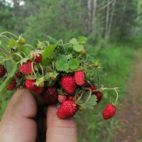 Иван, Россия, Орёл, 40 лет