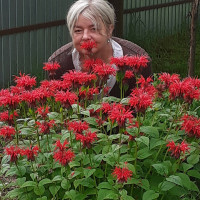 Елена, Россия, Владимир, 54 года