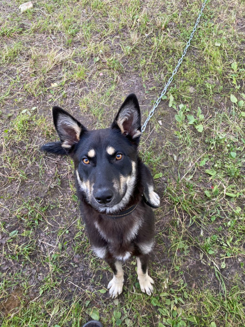 Альберт, Россия, Мурманск. Фото на сайте ГдеПапа.Ру