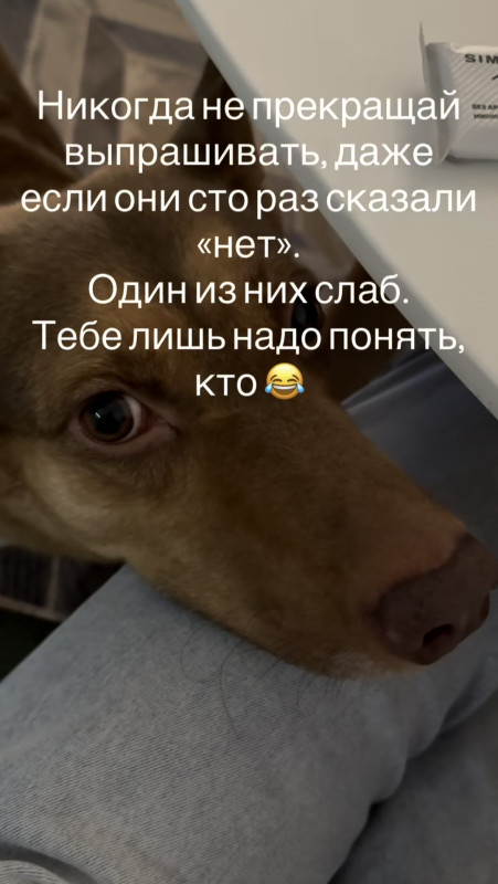 Собаки))