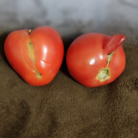 Мужчинаигорь, Россия, Орехово-Зуево, 50 лет