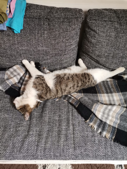 Мой кот Шурик .