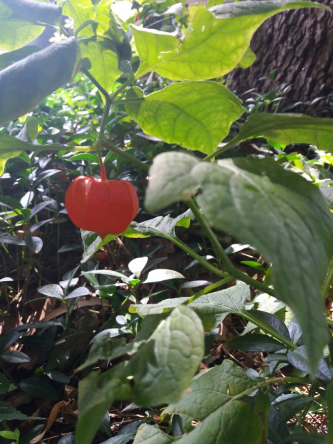 Asya, Россия, Симферополь. Фото на сайте ГдеПапа.Ру