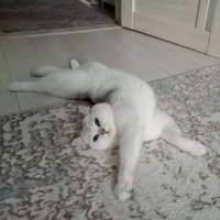 Алина, Россия, Москва, 41 год