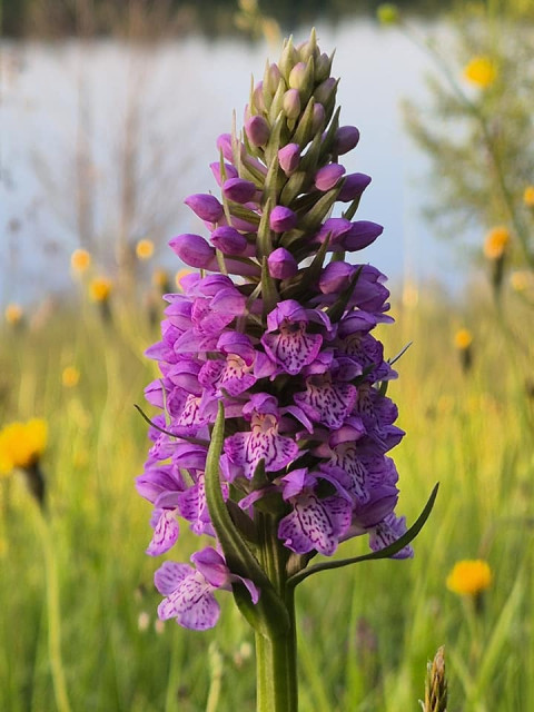 Geliano Moradi, Австрия, Вена. Фото на сайте ГдеПапа.Ру