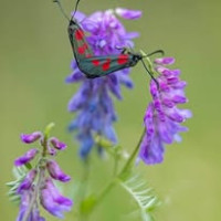 Geliano Moradi, Австрия, Вена, 60 лет