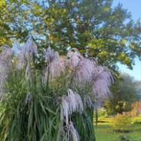 Geliano Moradi, Австрия, Вена, 60 лет